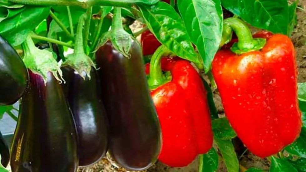 [Кристианна Виниченко] Мир перцев и баклажанов (20_0.jpg